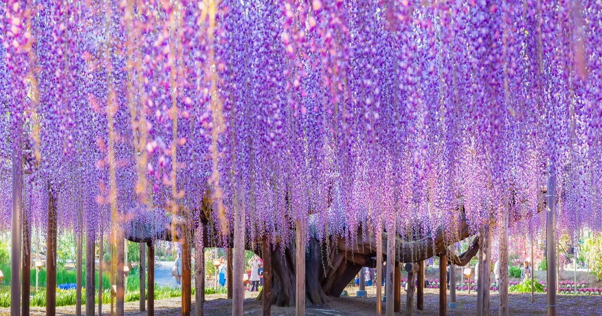 Estos árboles de flores dan un toque de magia a la primavera en Japón