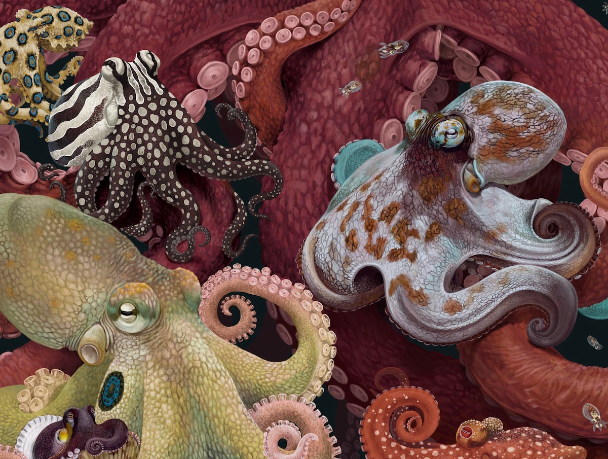 Ocean Biodiversity Paintings by Zoe Keller