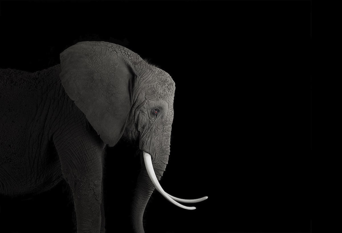 Portrait d'éléphant d'Afrique par Brad Wilson