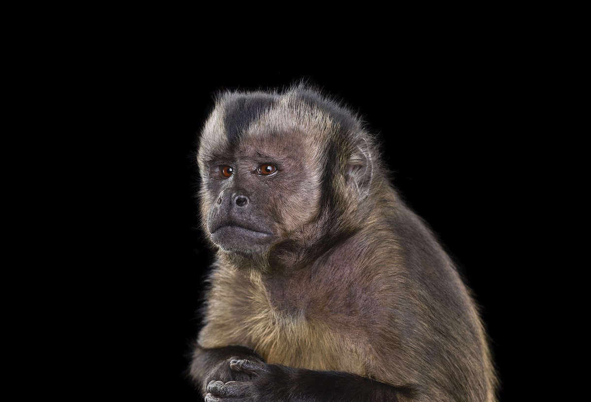 Capuchin Monkey Portrait by Brad Wilson