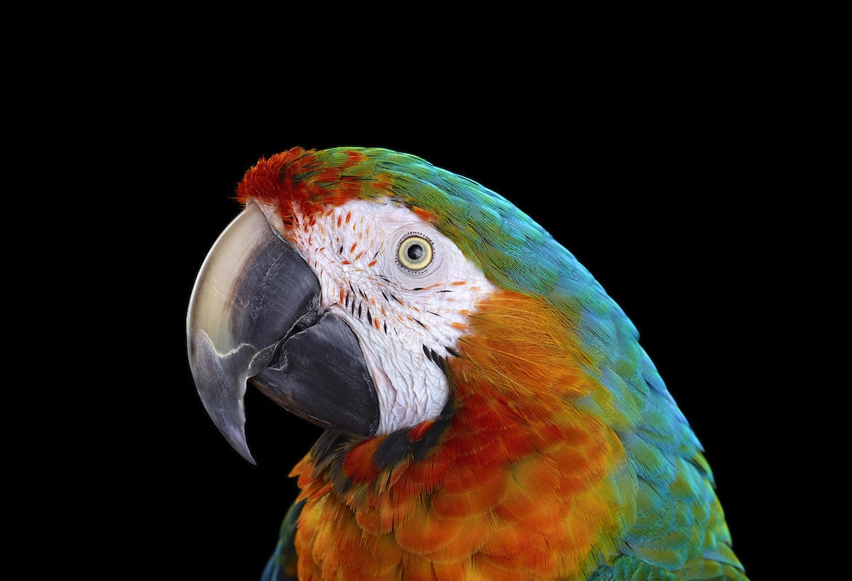 Catalina Macaw Portrait by Brad Wilson