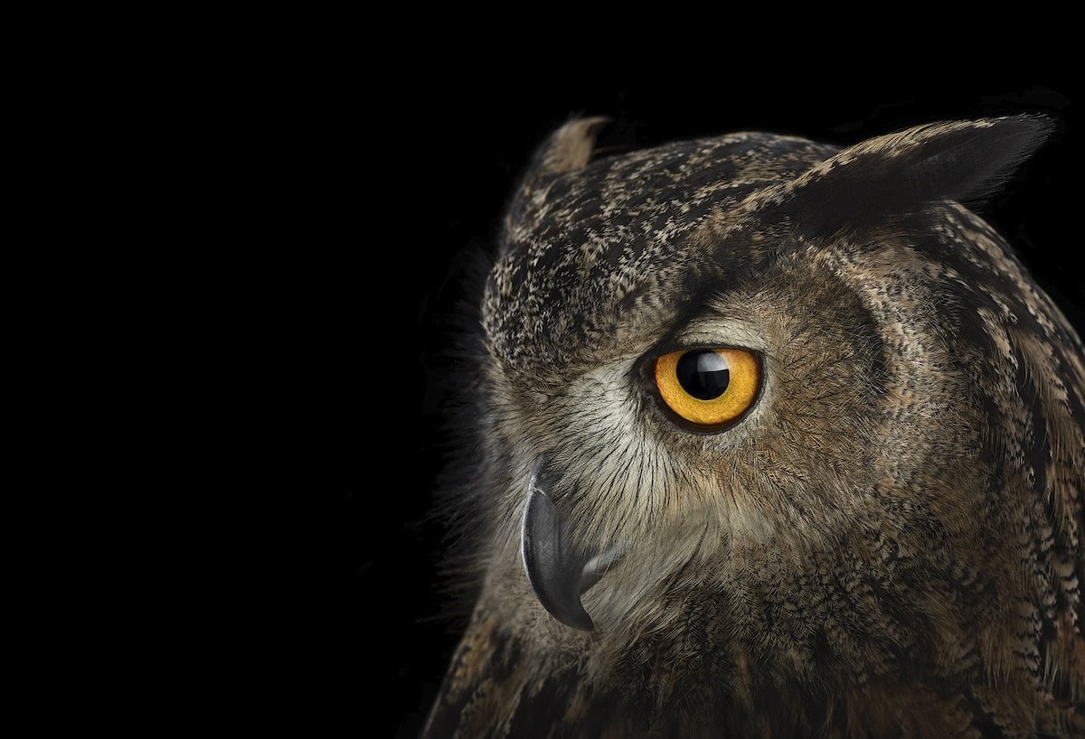 Eurasian Eagle Owl by Brad Wilson