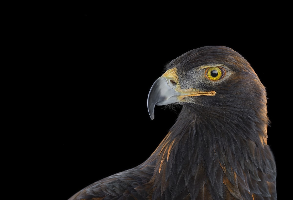 Golden Eagle by Brad Wilson