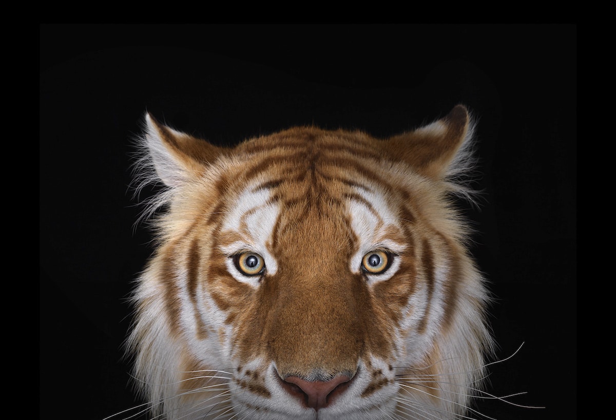 Tigre d'or de Brad Wilson