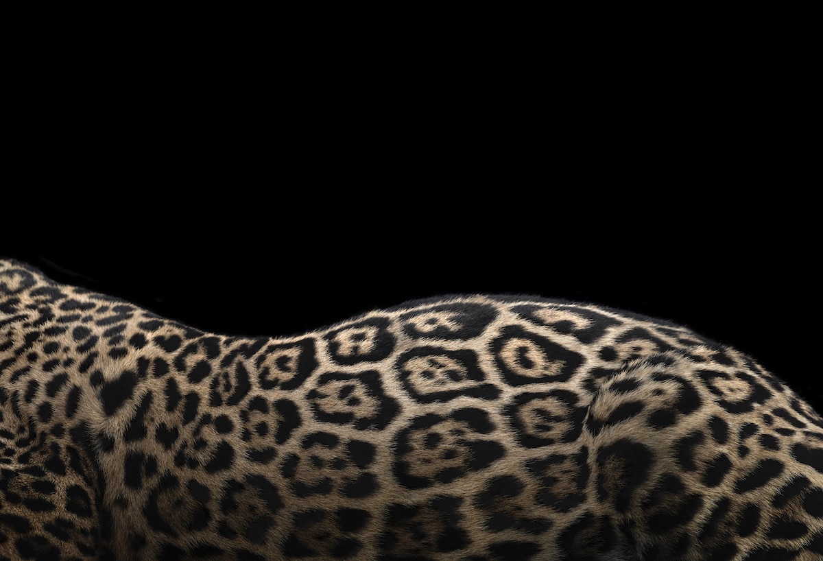 Jaguar by Brad Wilson