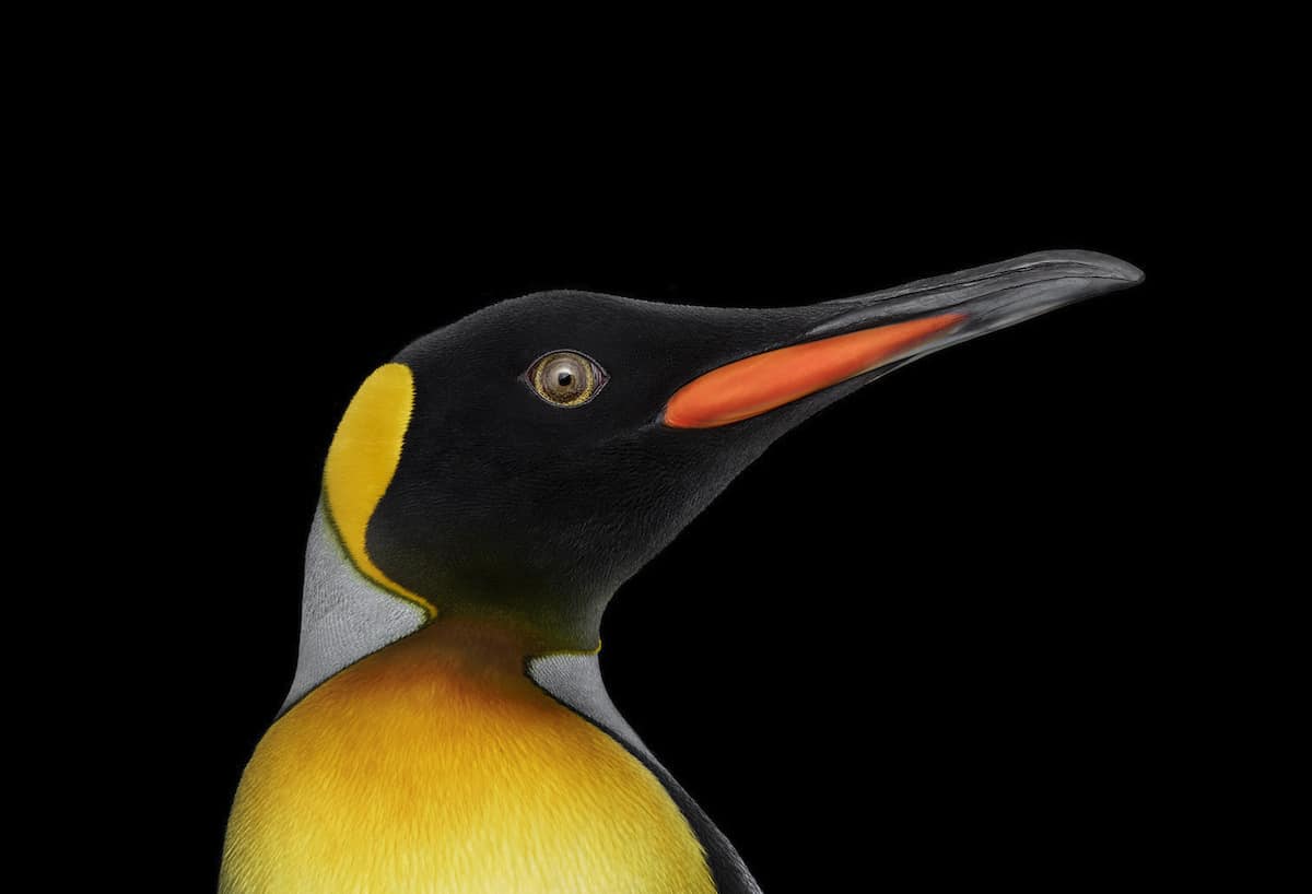 Penguin by Brad Wilson