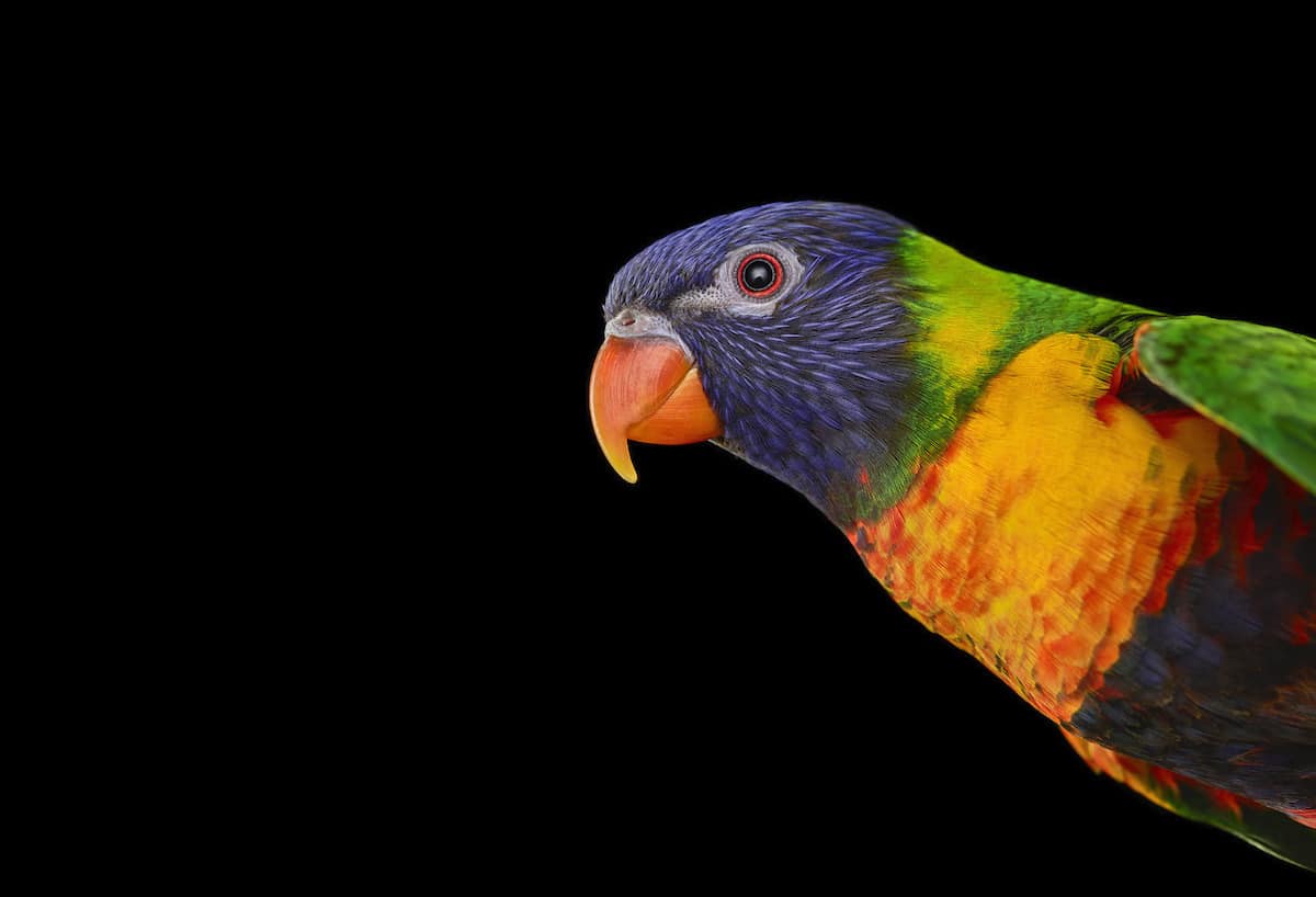 Rainbow Lorikeet by Brad Wilson