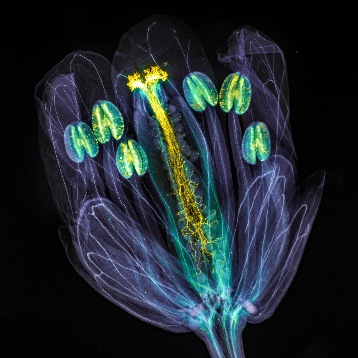 Microscope Photo of Arabidopsis thaliana flower with pollen tubes growing through the pistil