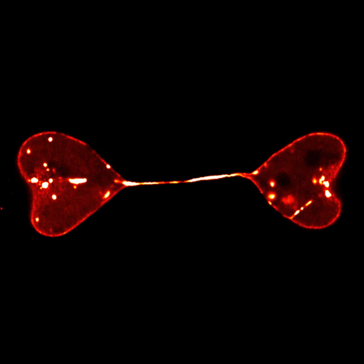 Semi-separated nuclei of two cells form a heart-to-heart shape