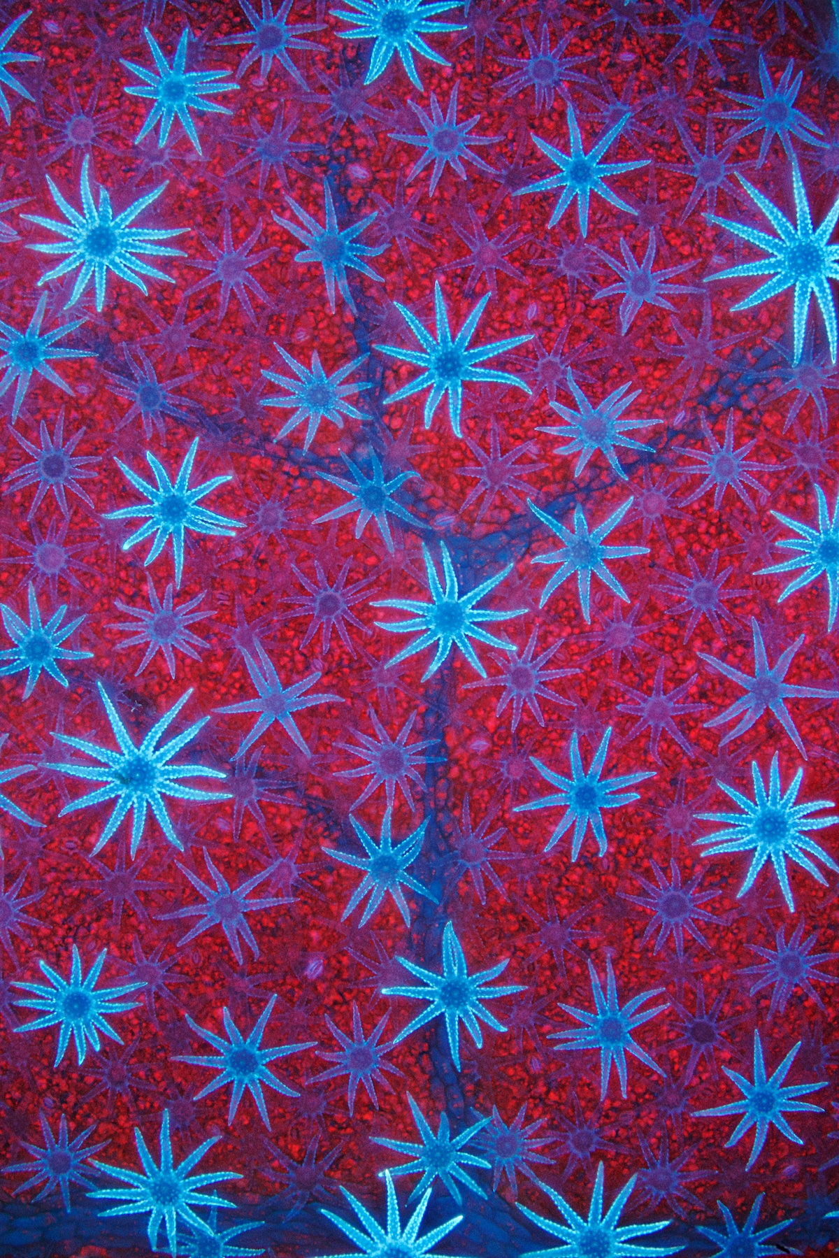 Blue autofluorescent, star-shaped defensive hairs cover the surface of a Deutzia leaf.
