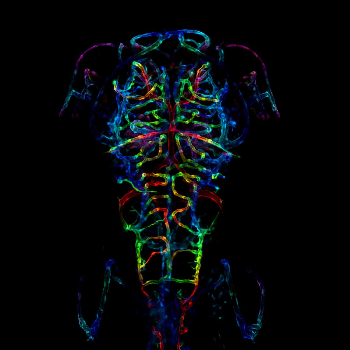 Colored Coded Image of the developing nervous system of an embryonic zebrafish