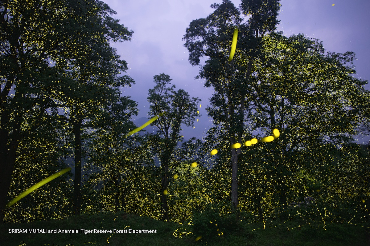 Bosque en la India iluminado por luciérnagas