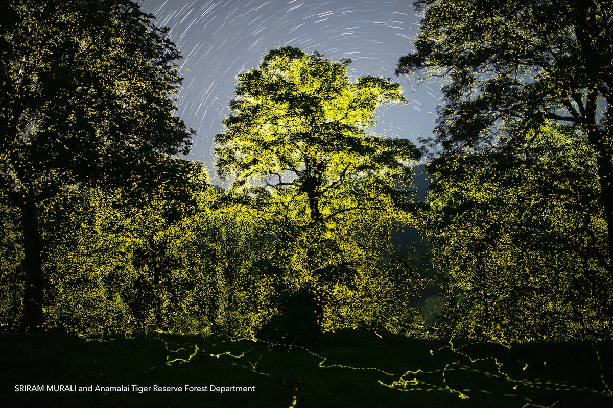 Forest in India Lit Up with Fireflies
