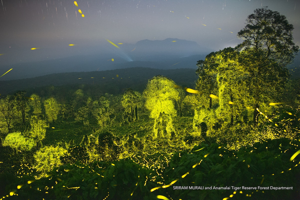 Luciérnagas sincronizadas en la Reserva de Tigres de Anamalai por Sriram Murali