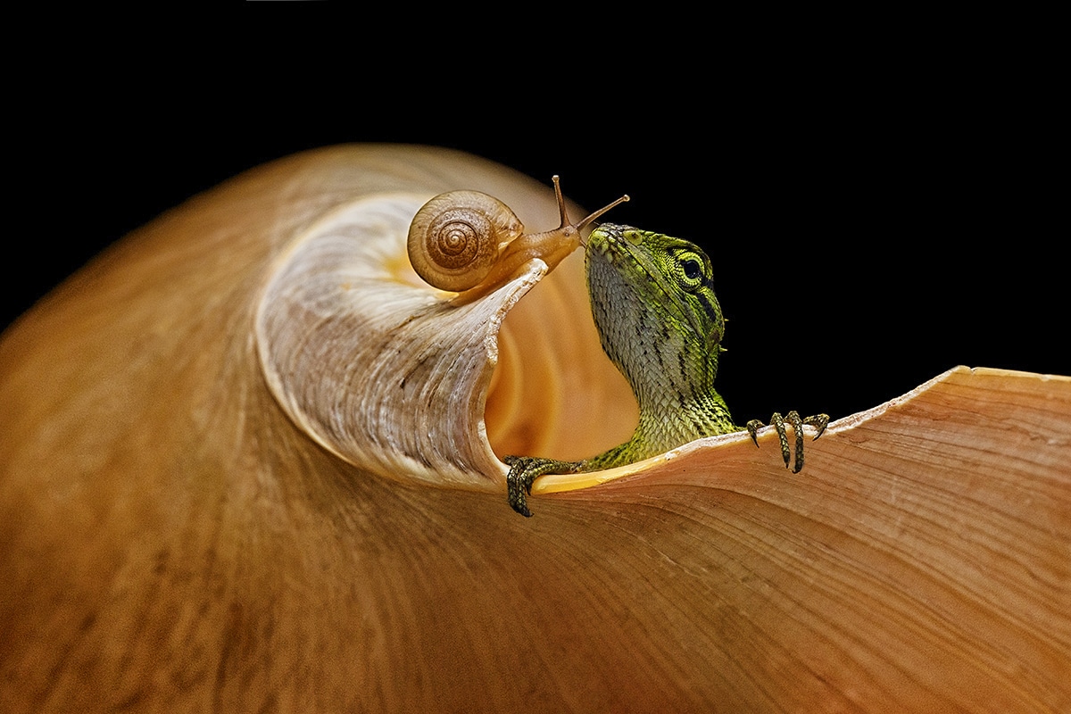Snail and Lizard "Kissing" 