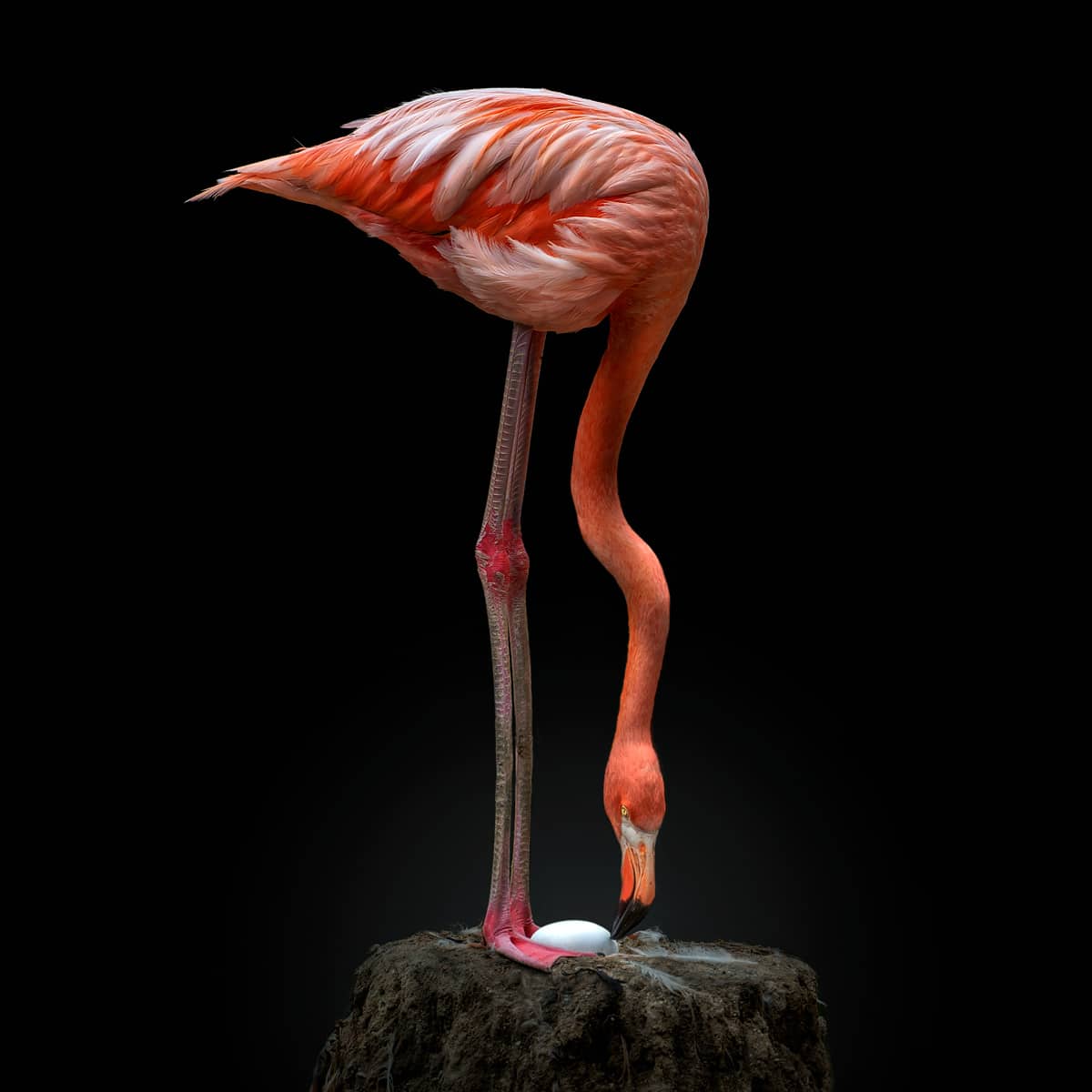 American flamingo (Phoenicopterus ruber) against a black background