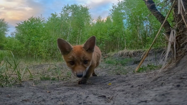 Baby Fox Looking At the GoPro