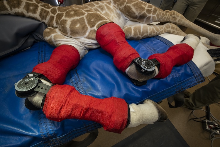 Baby Giraffe in Leg Braces at San Diego Zoo Safari Park