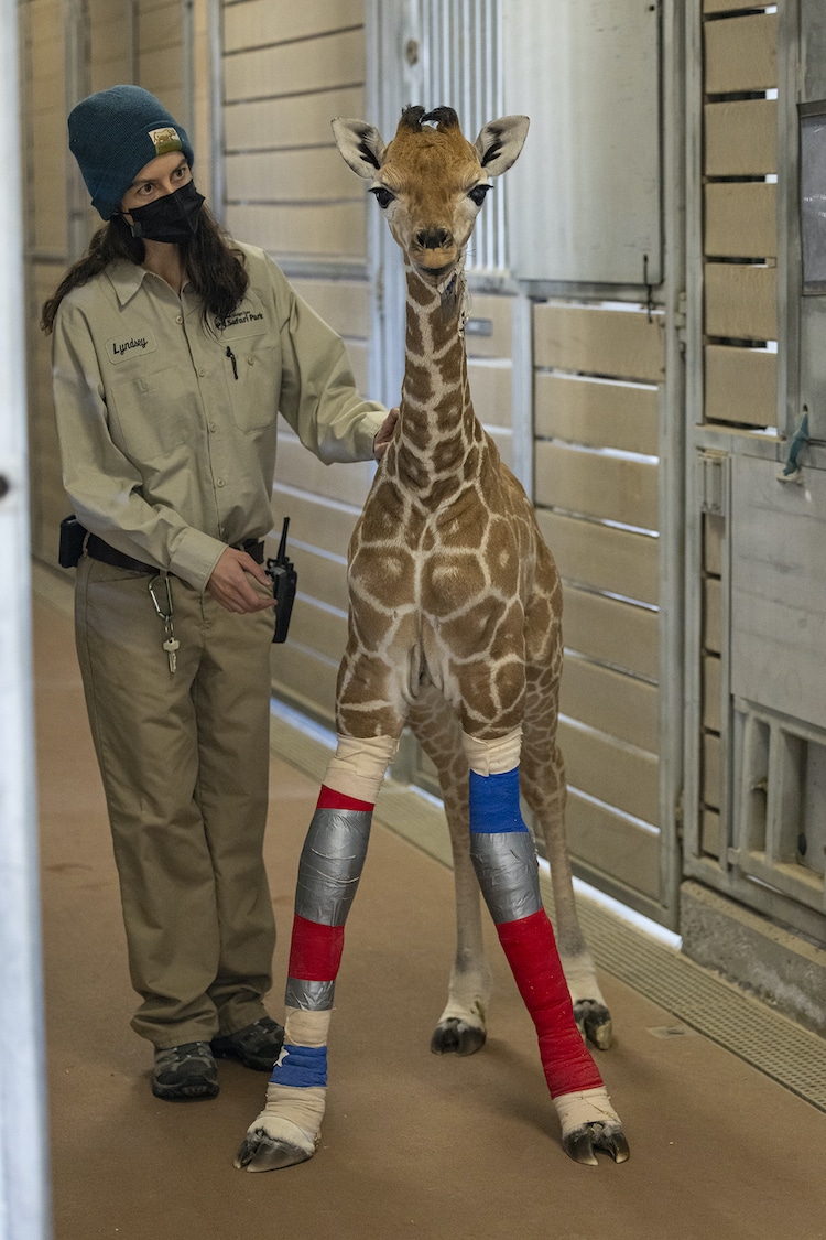 Sick Giraffe Calf With Carpal Hyperextension