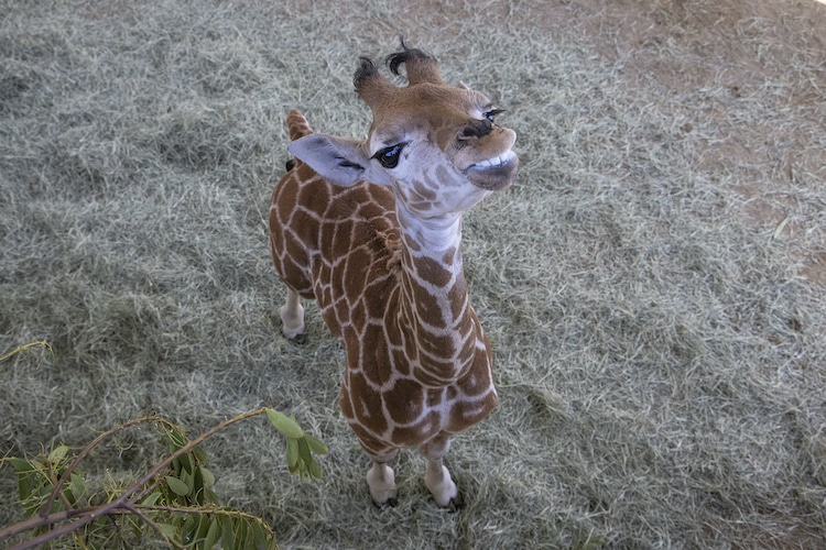 Baby Giraffe in Leg Braces at San Diego Zoo Safari Park