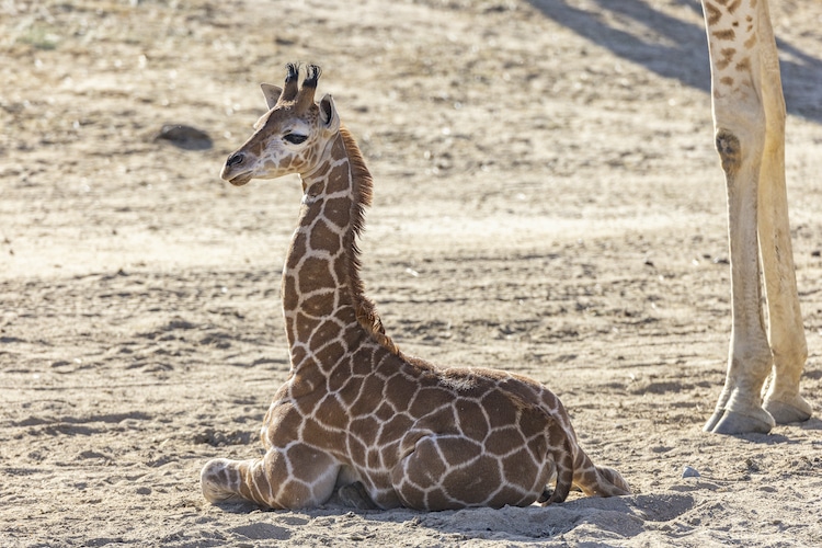 Sick Giraffe Calf With Carpal Hyperextension