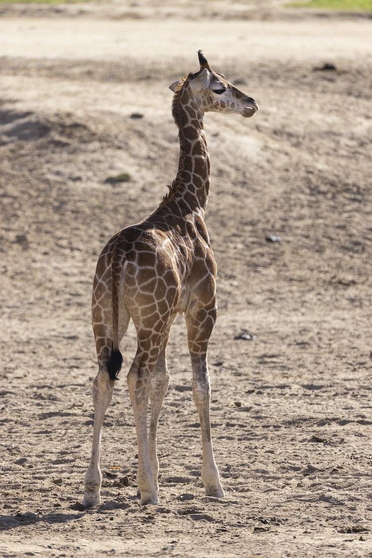 Baby Giraffe in Leg Braces at San Diego Zoo Safari Park