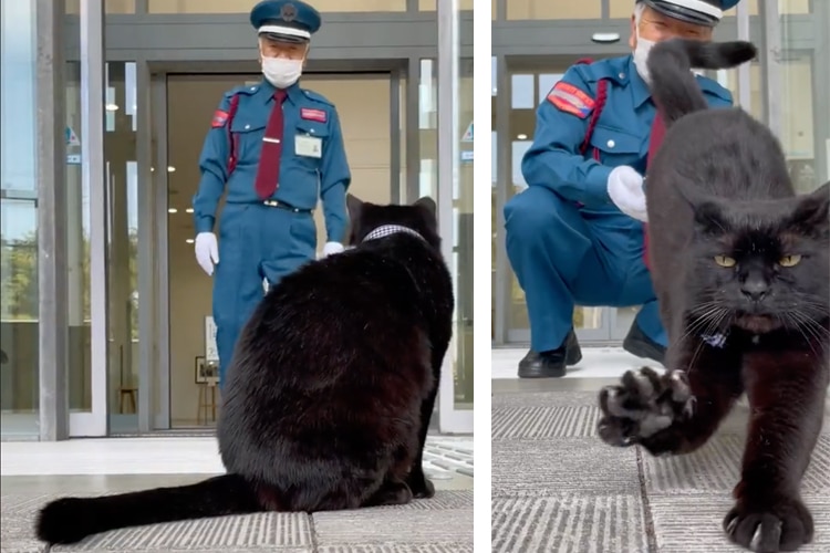 Cat Trying to Enter Museum Stopped by Security Guard