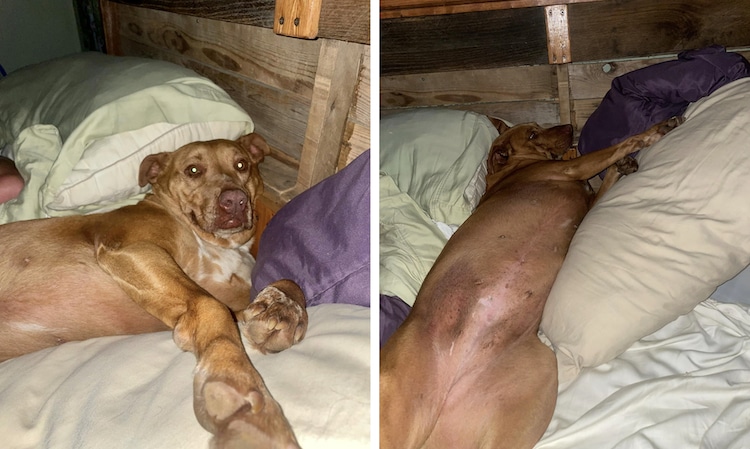 Tennessee Couple Wakes up to Stranger’s Lost Dog Sleeping in Bed