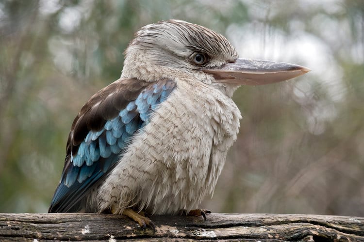 Laughing Kookaburra 