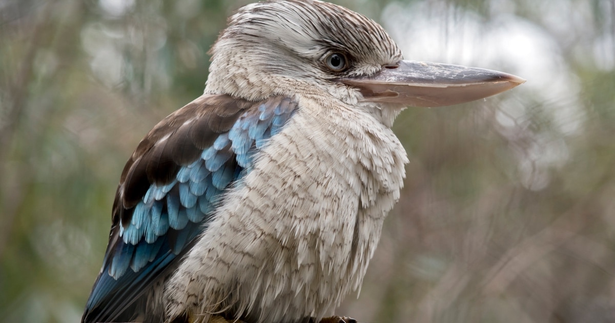 Meet the Laughing Kookaburra, Hollywood's King of the Jungle