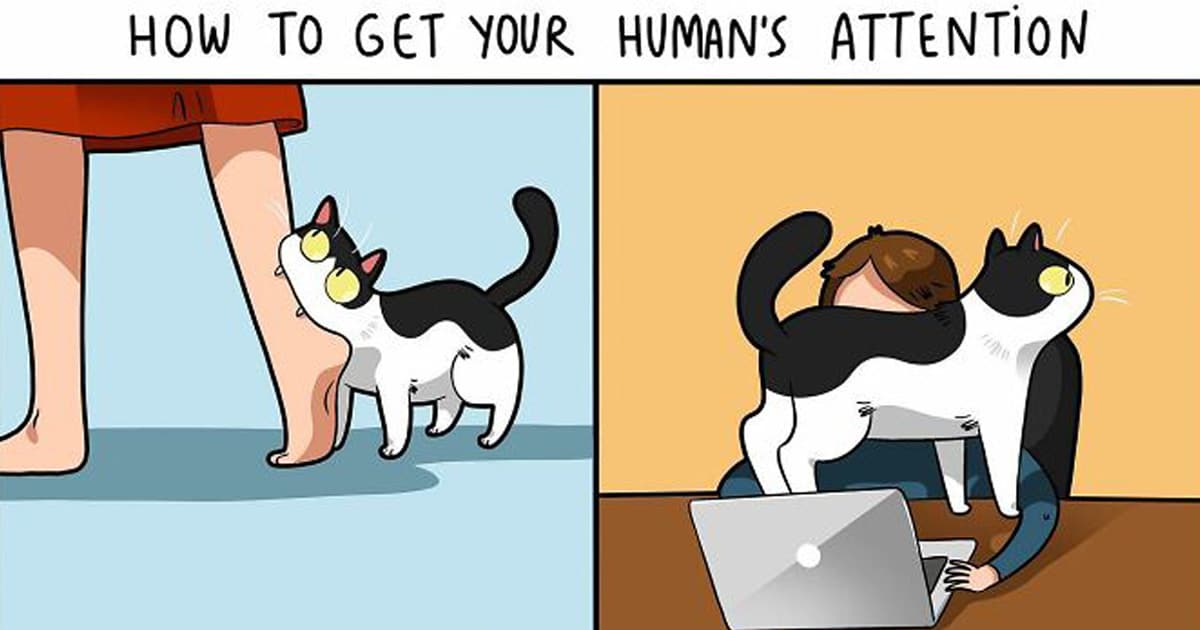 Funny Cat Comics Celebrate Why We Love Furry Our Furry Friends