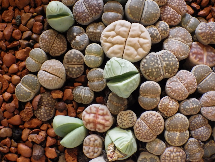 Top view of colorful and unique lithops