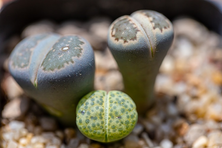 Close Up View of Young Lithops Living Stone Succulents