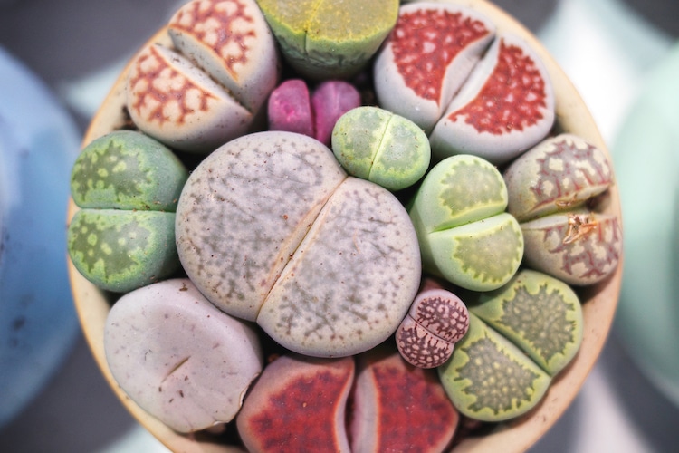 Lithops The Colorful Succulent That Look Like Real Stone