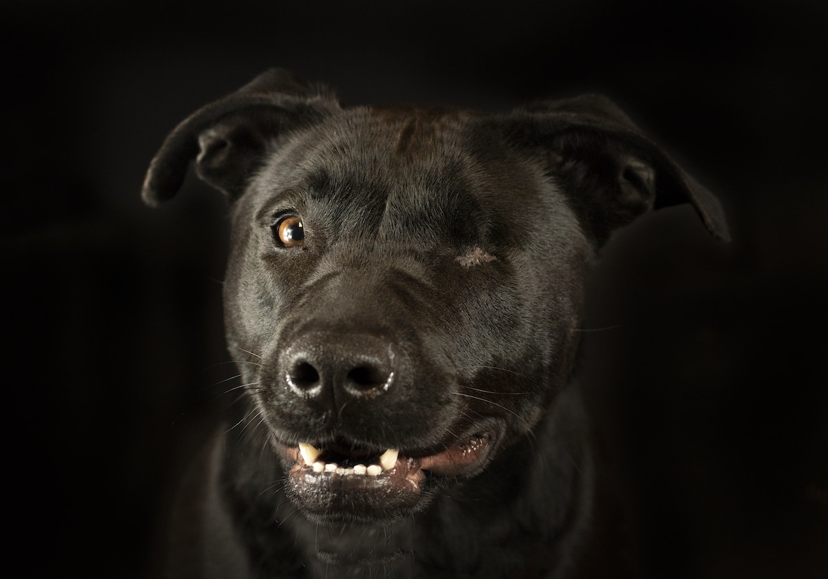 Photo of a Black Dog