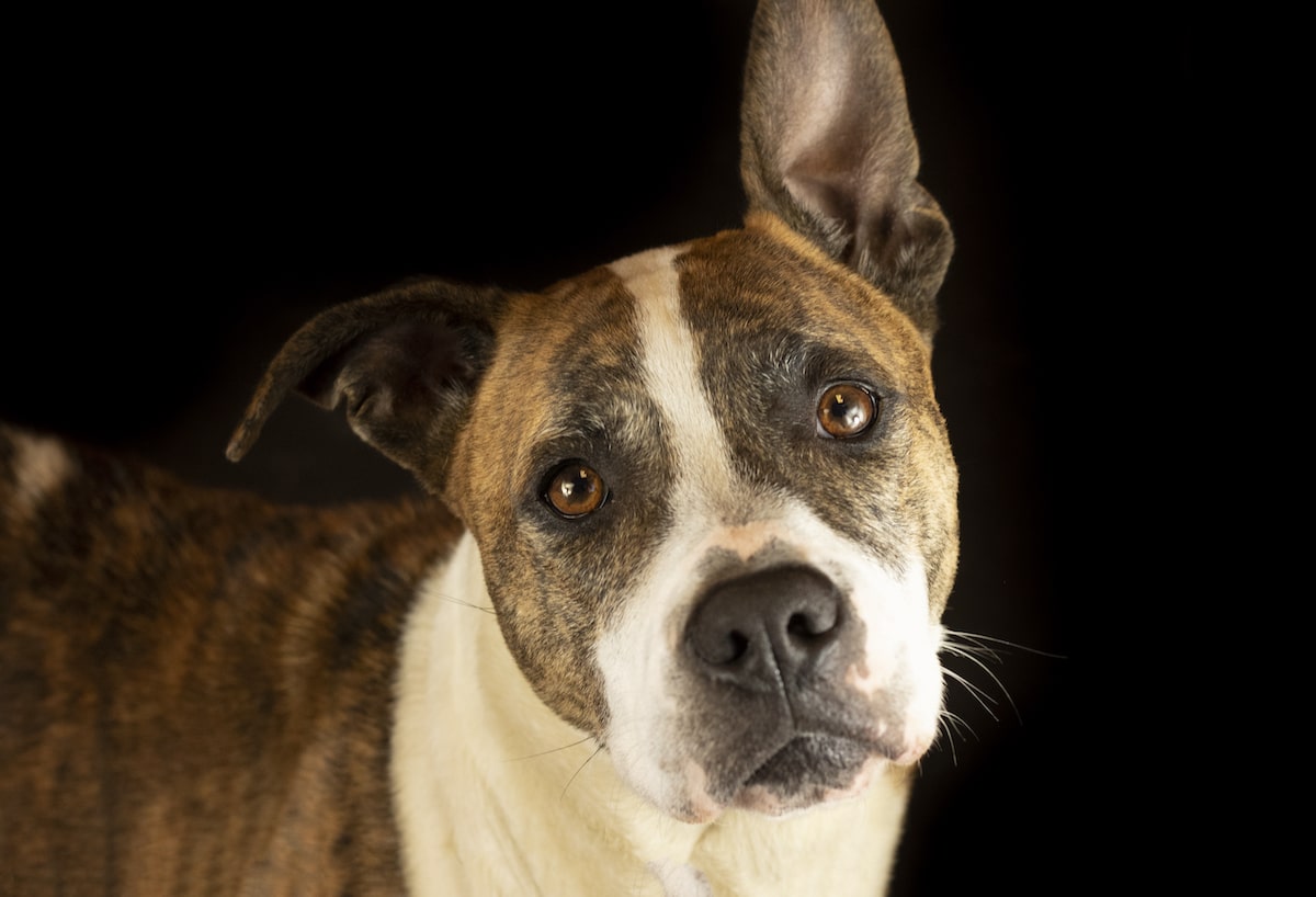 Photo of a Shelter Dog