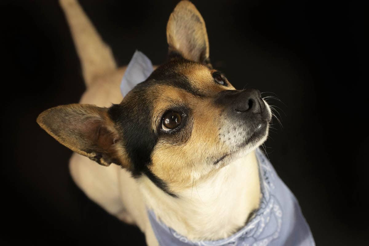 Photo of a Shelter Dog