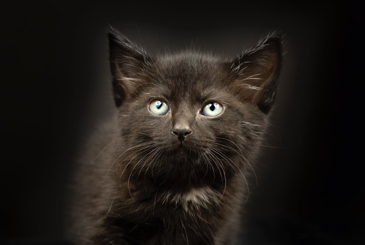 Photo of a Black Cat