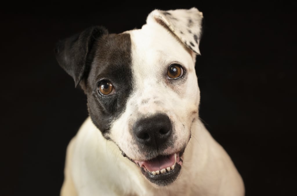 Photographer Takes Glamorous Shelter Pet Photos of Animals in Need