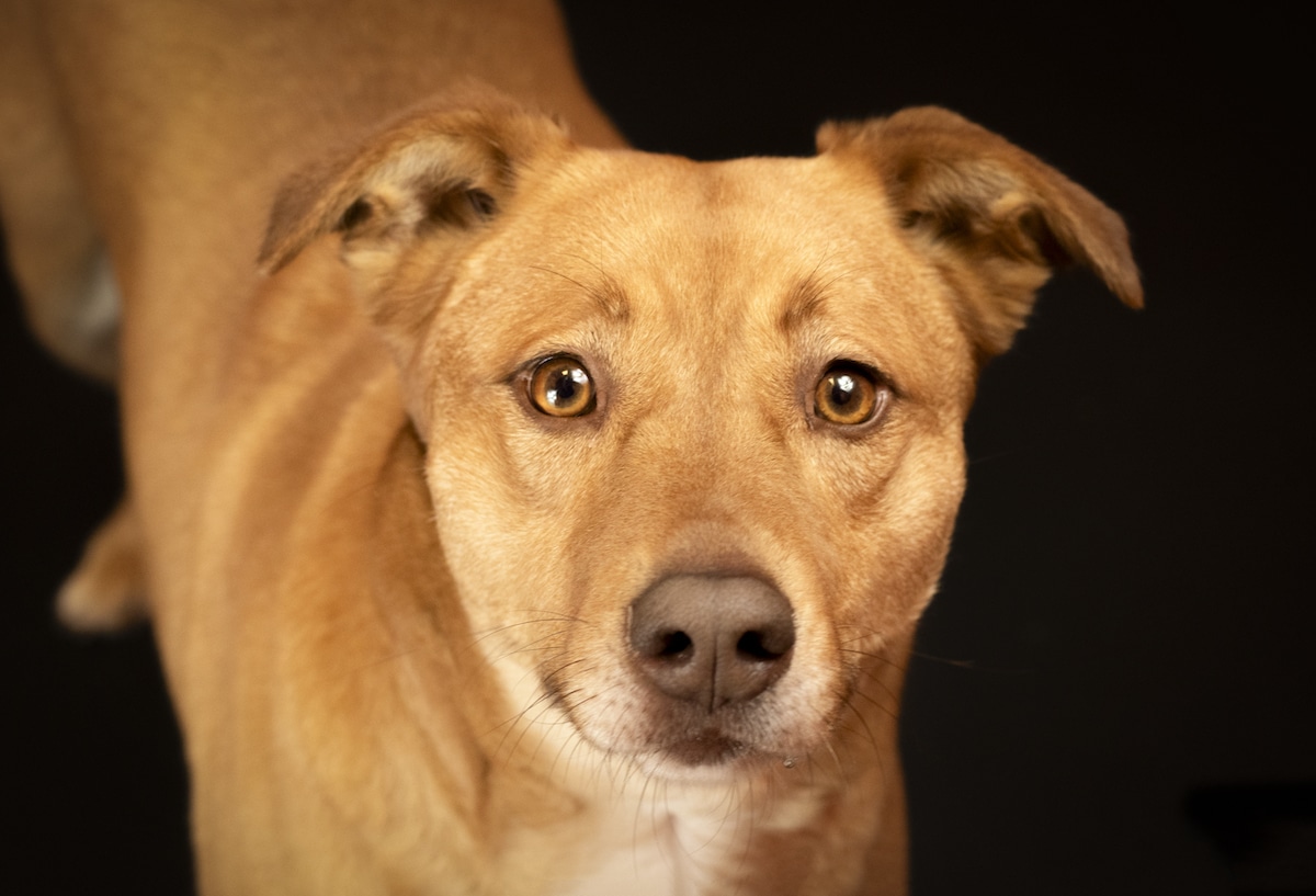 Photo of a Shelter Dog