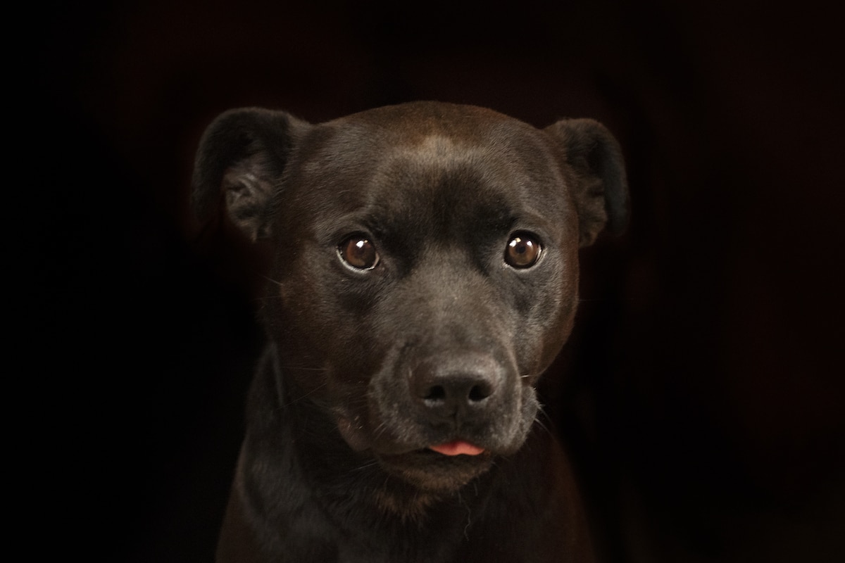 Photo of a Black Dog