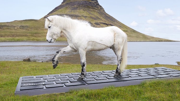 Icelandic Horses Answer Work Emails During Iceland Travel Vacation