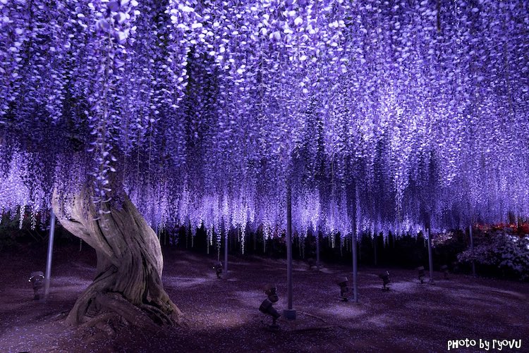 Wisteria Photos by Ryo Tajima