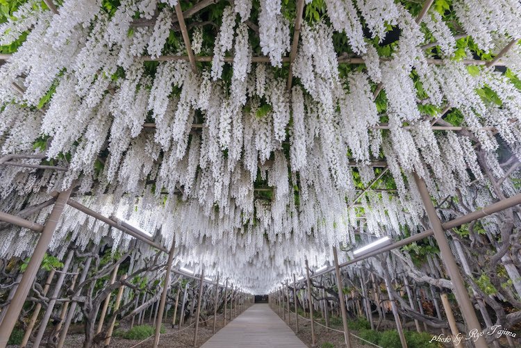 Wisteria Photos by Ryo Tajima