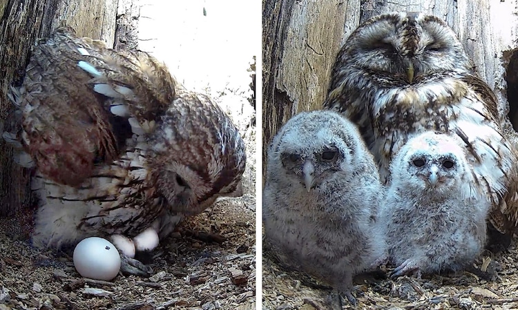 Tawny Owl Adopts Two Orphaned Baby Owlets in Her Nest