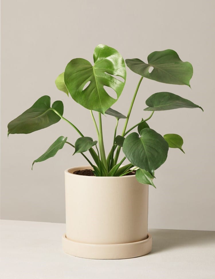 Potted Monstera Plant by The Sill