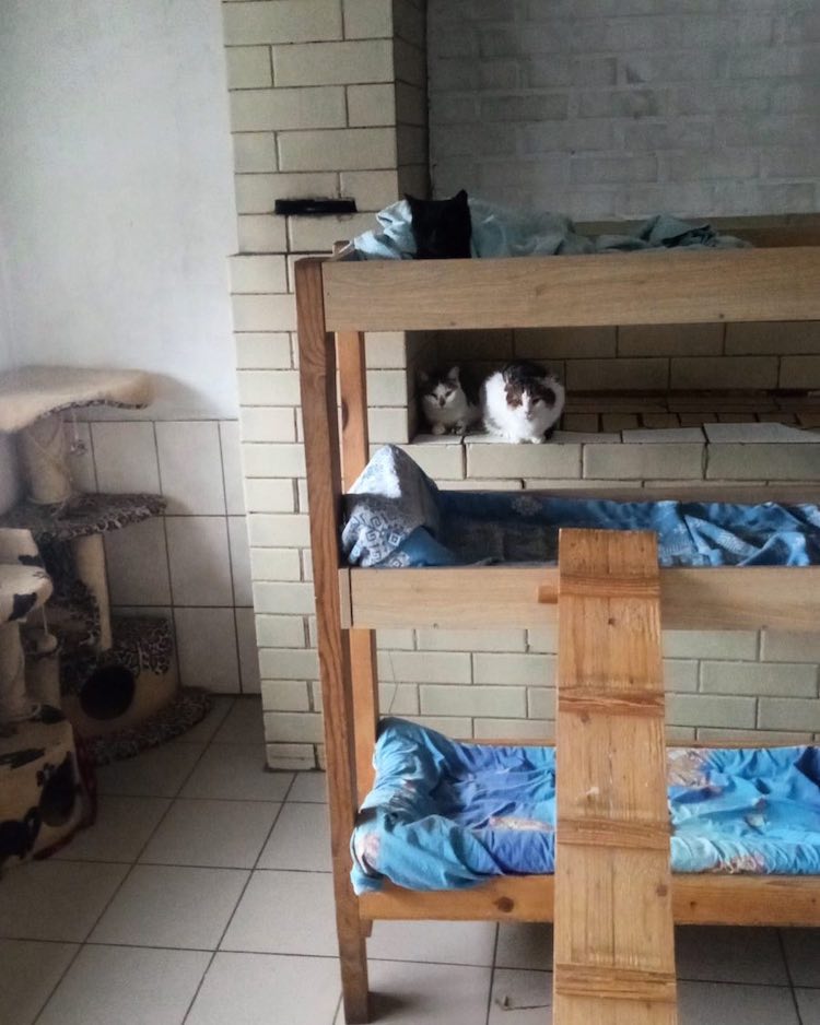 Ukrainian woman risks her life to save an animal shelter