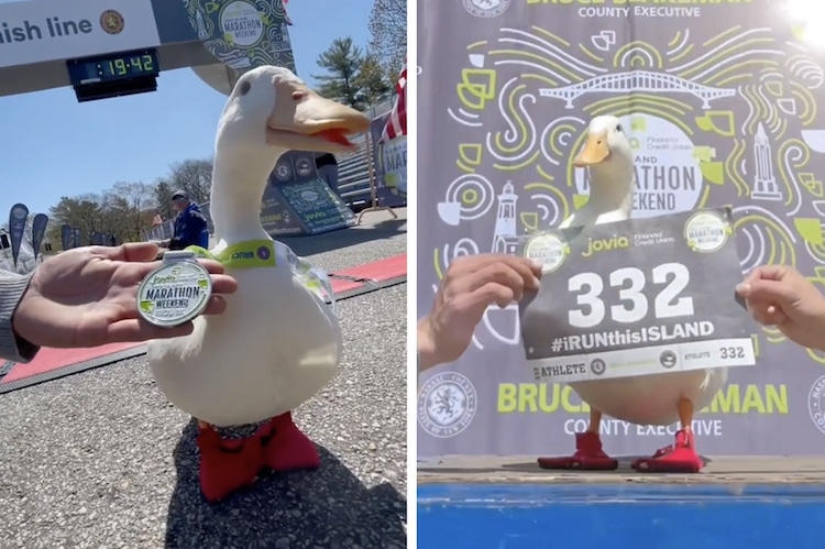 El pato Wrinkle corriendo un maratón y ganando una medalla