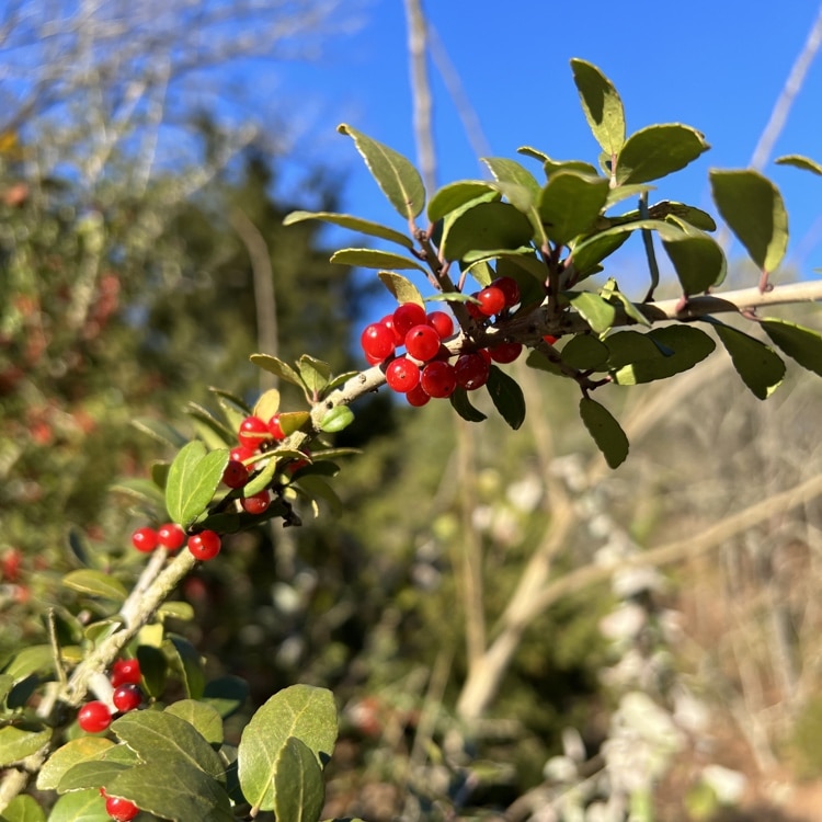 Yaupon Holly with Berries