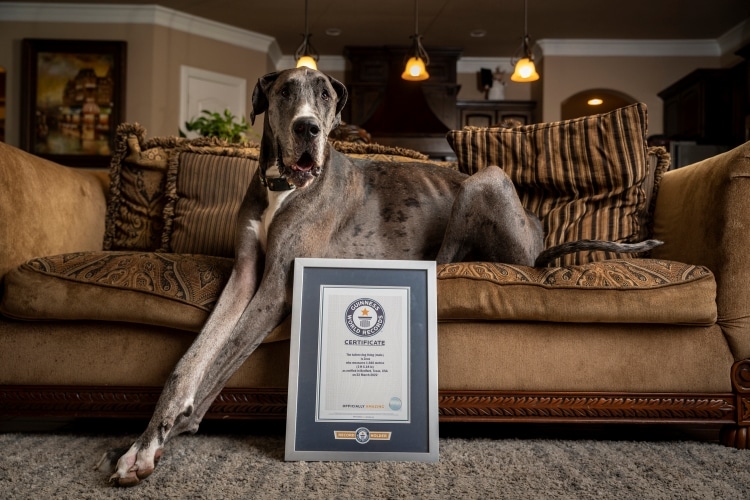 Zeus, the World's Tallest Living Dog, Pictured with His Guinness World Record Title
